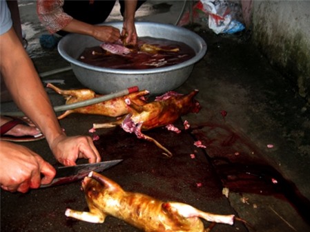  Bật mí cách làm thịt mèo và chế biến món ăn từ thịt mèo | www.wn.com.vn | https: