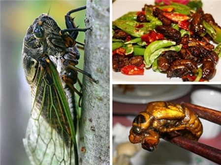Cận cảnh những món ăn từ côn trùng tốt cho sức khỏe (P1)