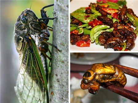 Những món côn trùng kinh dị nhưng tốt cho sức khỏe