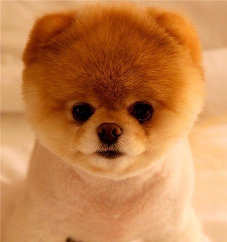Tuyển chọn 200+ ảnh avatar chó cute dành cho bạn